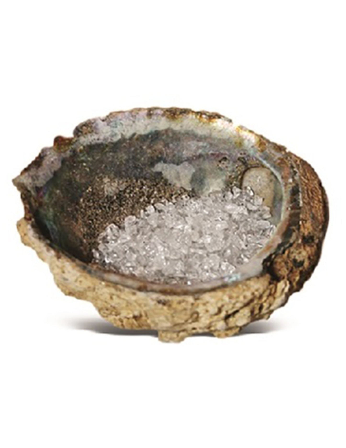 Image for abalone-oplaadschelp.jpg
