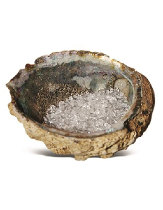 Image for abalone-oplaadschelp.jpg